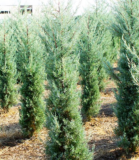 Cupressus arizonica 100-120cm